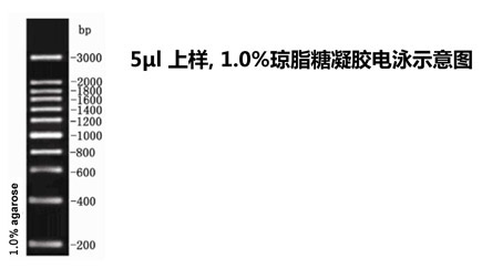 ZM205-1 200bp DNA Ladder新改.jpg