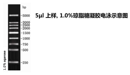 ZM206-2 250bp DNA Ladder新改.jpg