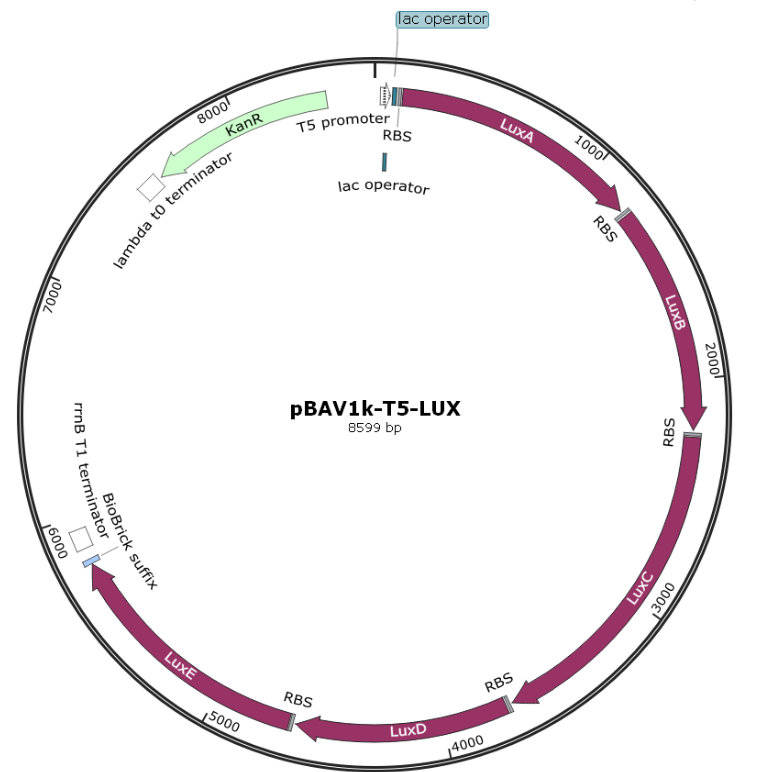 ZK1554 pBAV1K-T5-LUX.png