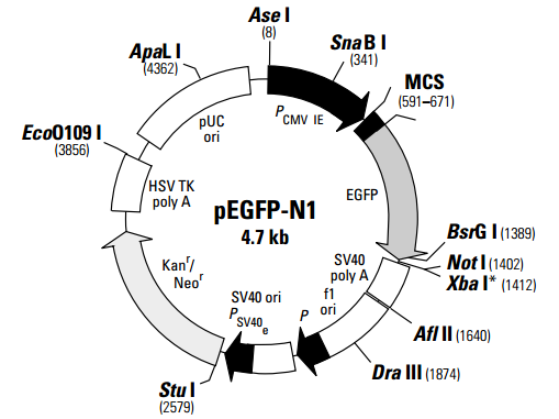 ZK411 pEGFP-N1.png