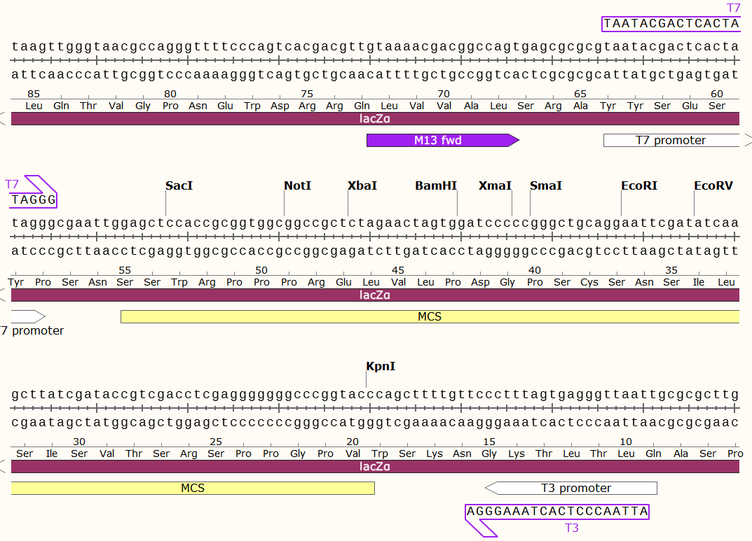 ZK126 pBluescript II KS(+)-1.png