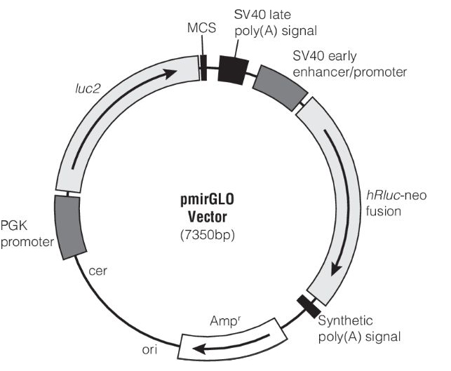 ZK515 pmirGLO-1.jpg
