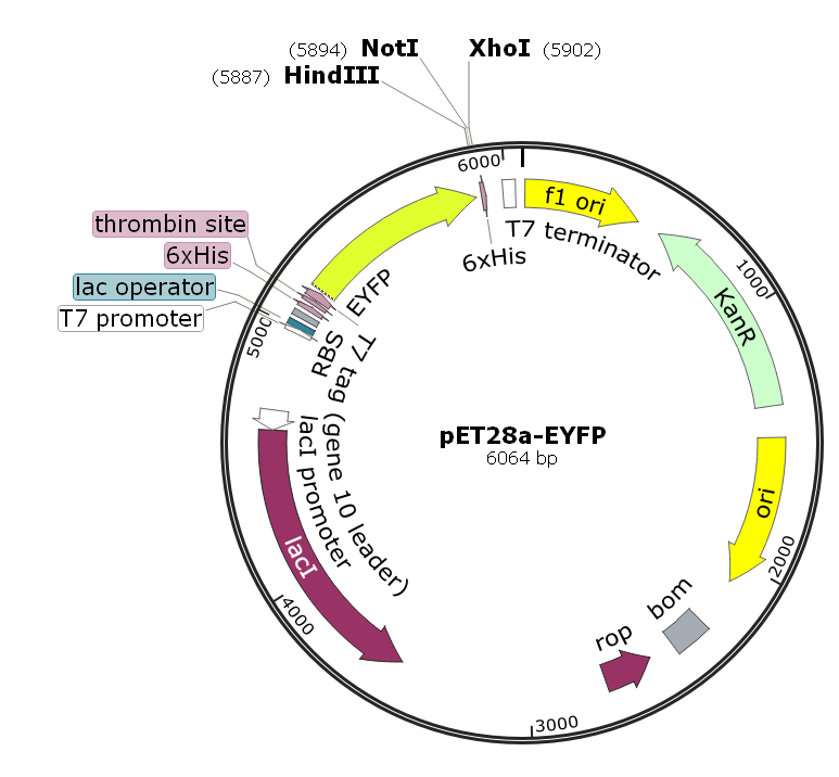 ZK1633 pET28a-eyfp.png