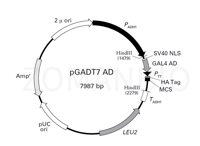 ZK974 pGADT7 AD.png